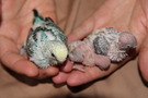 110827 --- R11, R20 och R21
